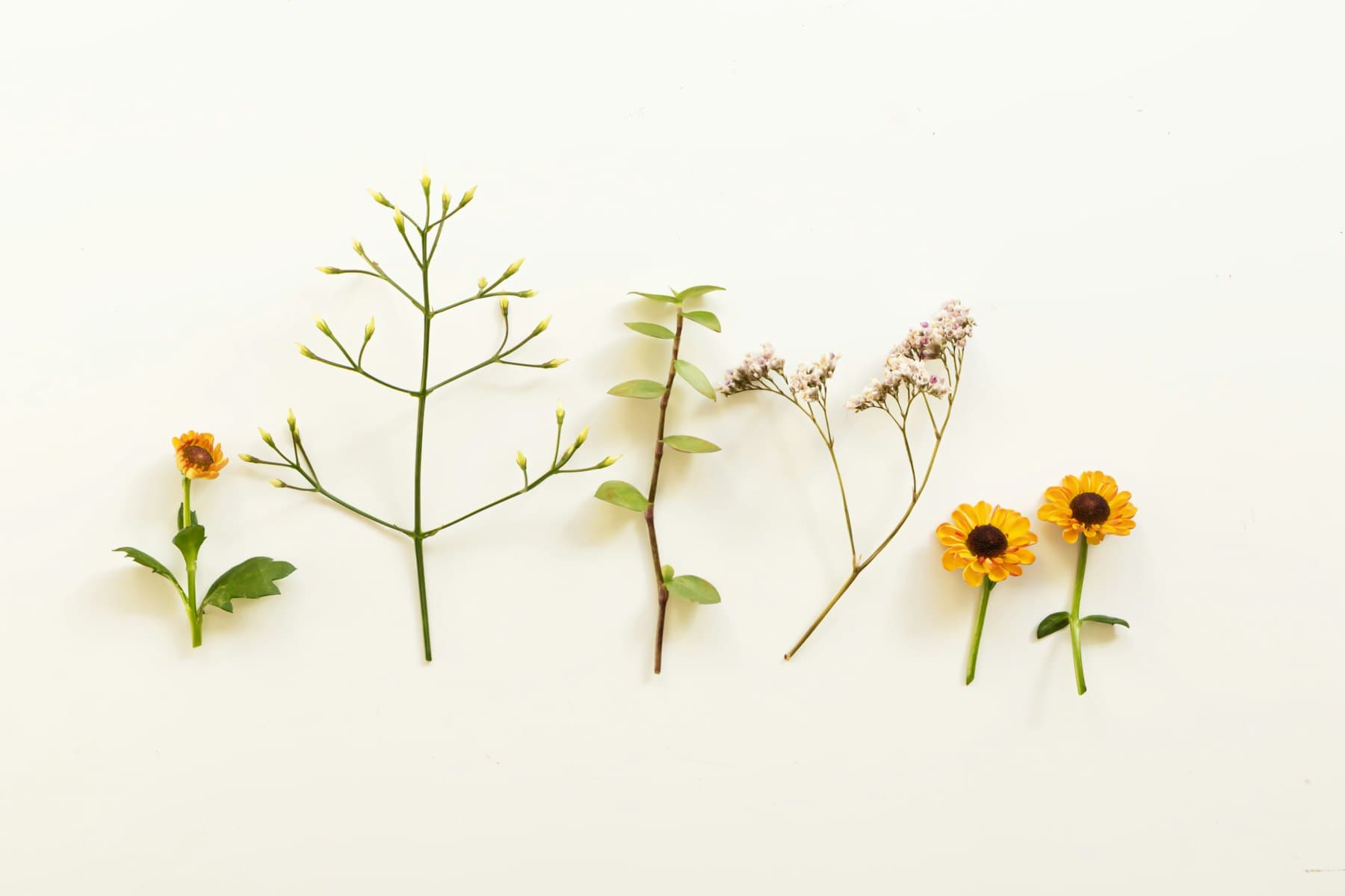 Botanical specimens arranged on a cream surface